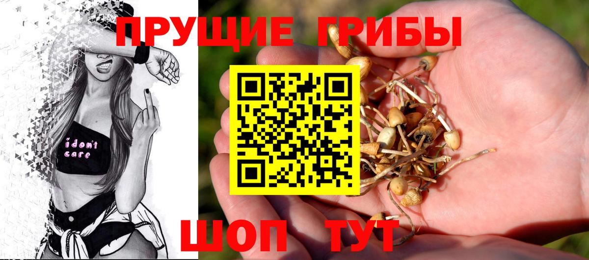 Псилоцибиновые грибы Psilocybe Дедовск